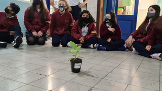 Plantaron un árbol