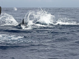 Dolphin Watching Key West