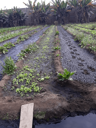 aguas negras de sedapal