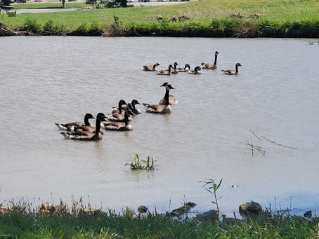 Innovative Disc Golf Course Designs for Environmental Harmony
