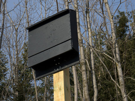 Why Build/Use Bat Houses?