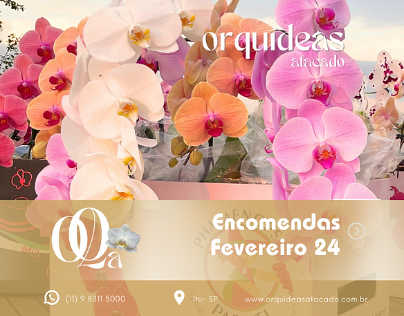 Cópia de imagens para site orquideas 24 (1380 x 1080 px).png