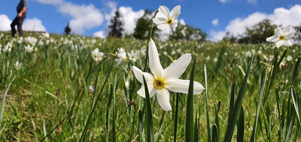 Poiana Narciselor - Negrileasa, Alba