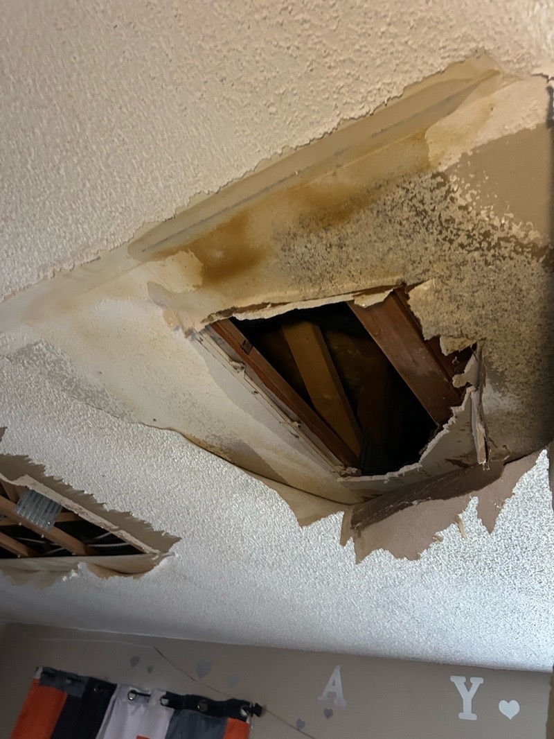 Rodent pest rontrol, rodent inspections and rat trapping