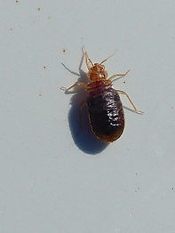 fully fed bed bug instar