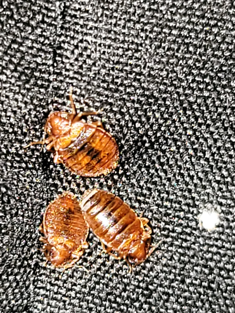 Do It Yourself Bed Bug Treatment What NOT To Do When Looking for Bed