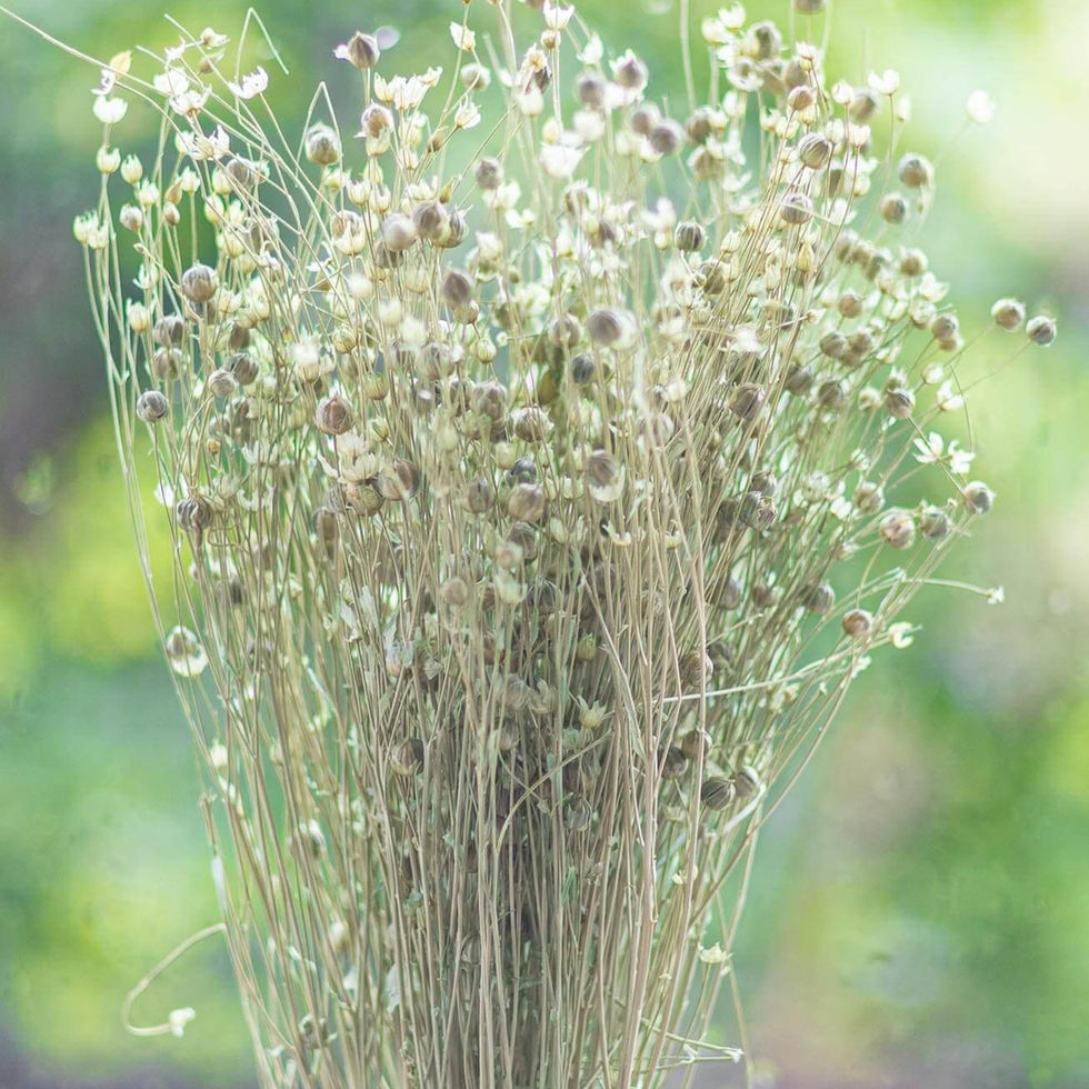 LiZ-e - Droogbloemen - Vlas - Linum Usitatissimum - Ijsgroen - Doopsuiker - Huwelijk - Communie - Verjaardag - Lentefeest