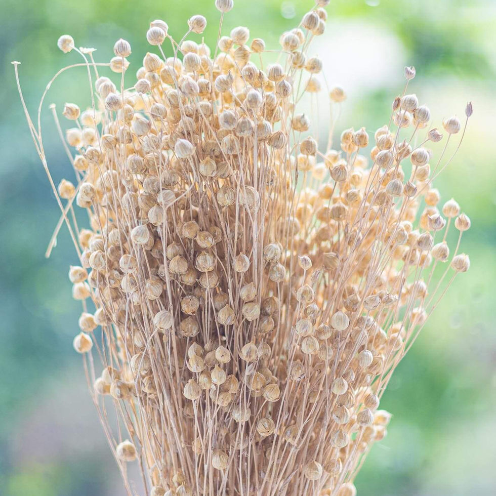 LiZ-e - Droogbloemen - Vlas - Linum Usitatissimum - Gebroken Wit - Doopsuiker - Huwelijk - Communie - Verjaardag - Lentefeest