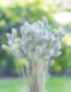 LiZ-e - Droogbloemen - Kanariezaad - Phalaris Canariensis - Weidegroen - Doopsuiker - Huwelijk - Communie - Verjaardag