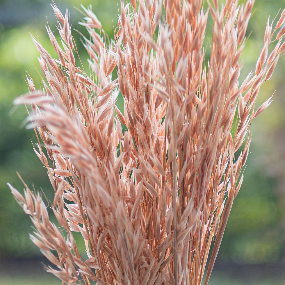 LiZ-e - Droogbloemen - Haver - Avena Sativa - Poederroos - Doopsuiker - Huwelijk - Communie - Verjaardag - Lentefeest