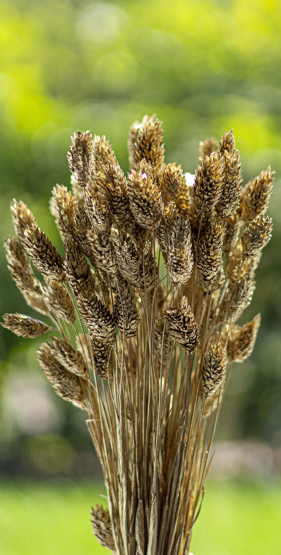 LiZ-e - Droogbloemen - Kanariezaad - Phalaris Canariensis - Goud - Doopsuiker - Huwelijk - Communie - Verjaardag - Lentefeest