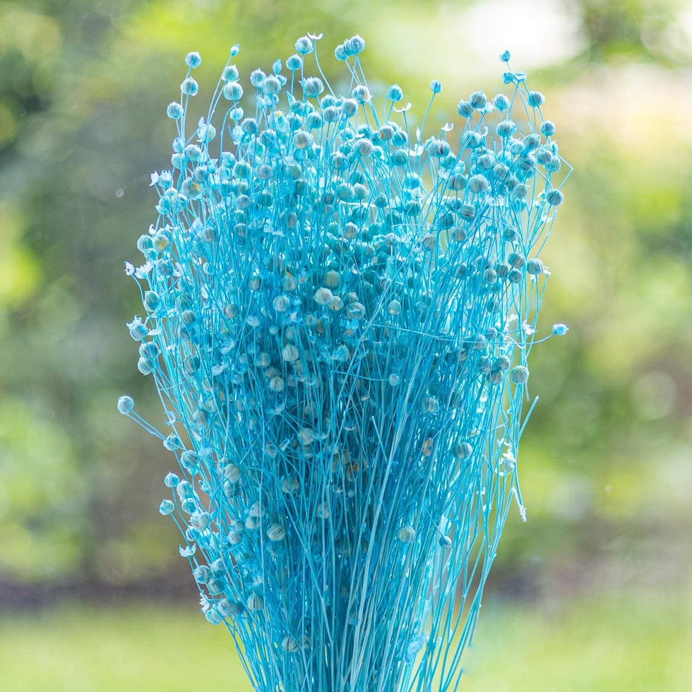 LiZ-e - Droogbloemen - Vlas - Linum Usitatissimum - Aquamarine - Doopsuiker - Huwelijk - Communie - Verjaardag - Lentefeest