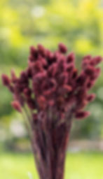 LiZ-e - Droogbloemen - Kanariezaad - Phalaris Canariensis - Pruim - Doopsuiker - Huwelijk - Communie - Verjaardag