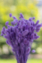 LiZ-e - Droogbloemen - Kanariezaad - Phalaris Canariensis - Lila - Doopsuiker - Huwelijk - Communie - Verjaardag - Lentefeest