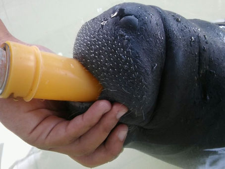 GROWTH MODELLING OF AMAZONIAN MANATEE (Trichechus inunguis) IN CAPTIVITY