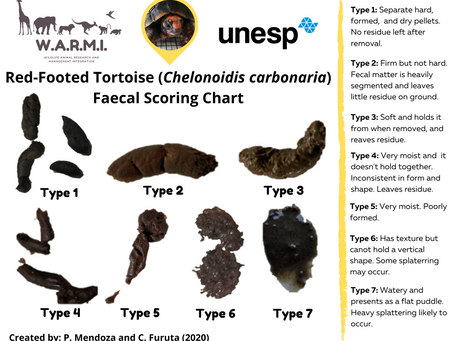 Red-Footed Tortoise (Chelonoidis carbonaria) Faecal Scoring Chart