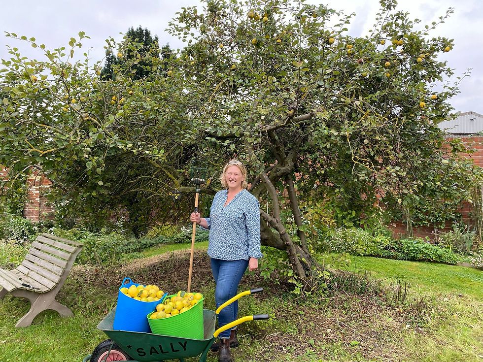 Gathering quinces for Wasted Kitchen