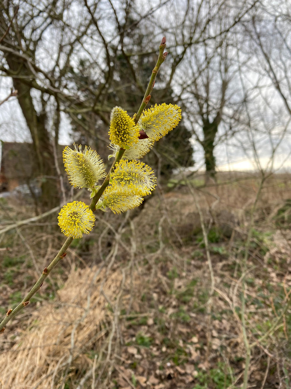 Willow tree flowers