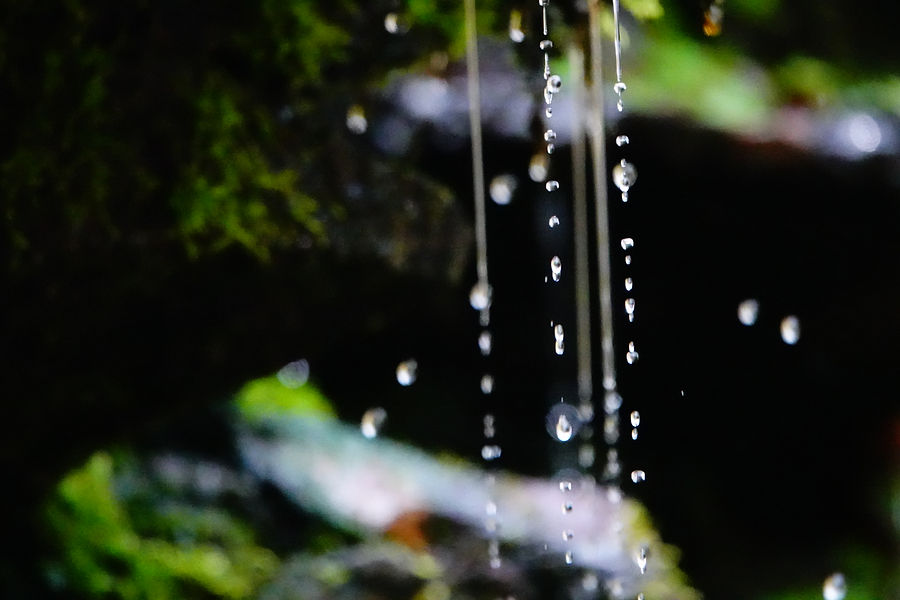 Water Drips on Moss