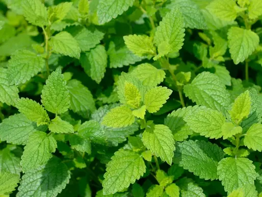 Lemon Balm for Calm and Daily Balance