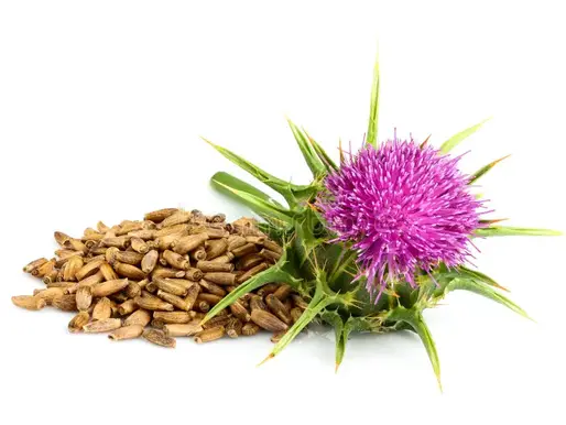 Discover the Power of Milk Thistle