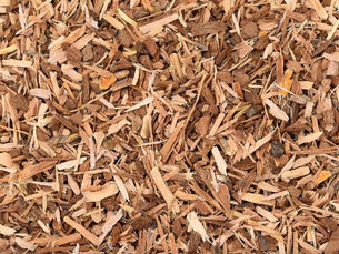 White Willow Bark for Everyday Wellness