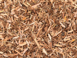 White Willow Bark for Everyday Wellness
