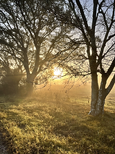 Nature (1).png