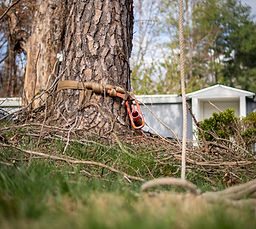 SDFtreeservice2026 (30 of 66).jpg