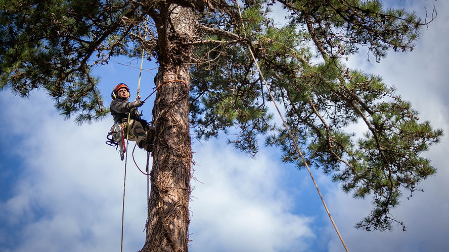 SDFtreeservice2026 (35 of 66).jpg
