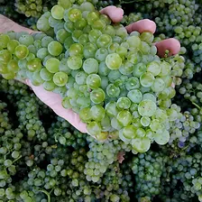 Green_grapes_900x.webp