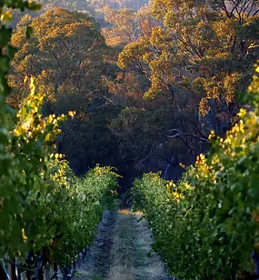 Vineyard_lane_720x.webp
