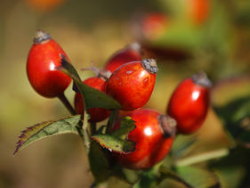 Strengthen your immune system for winter