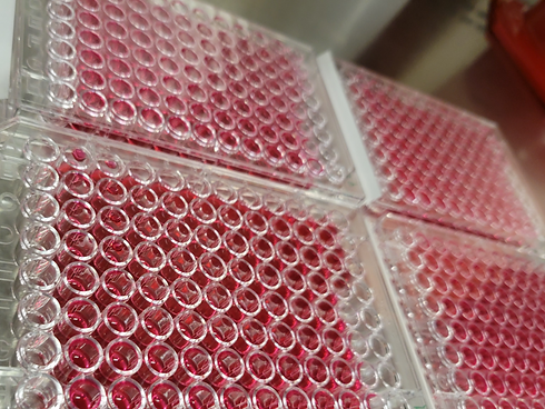 96-well plates with red samples.