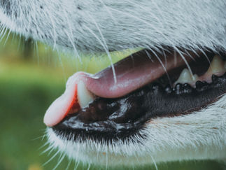 It's Pet Dental Health Month!