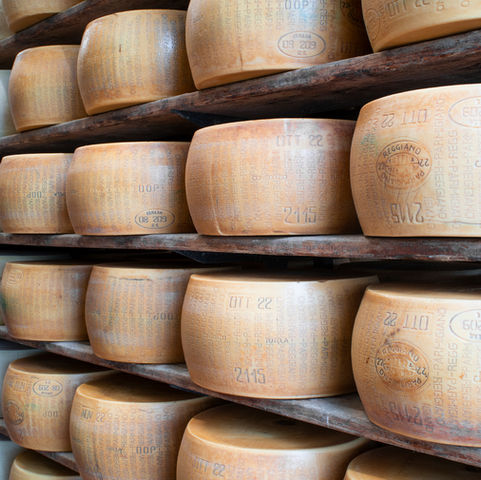 Forme di Parmigiano Reggiano DOP di razza Grigia dell Appennino in stagionatura Roccacastrignano
