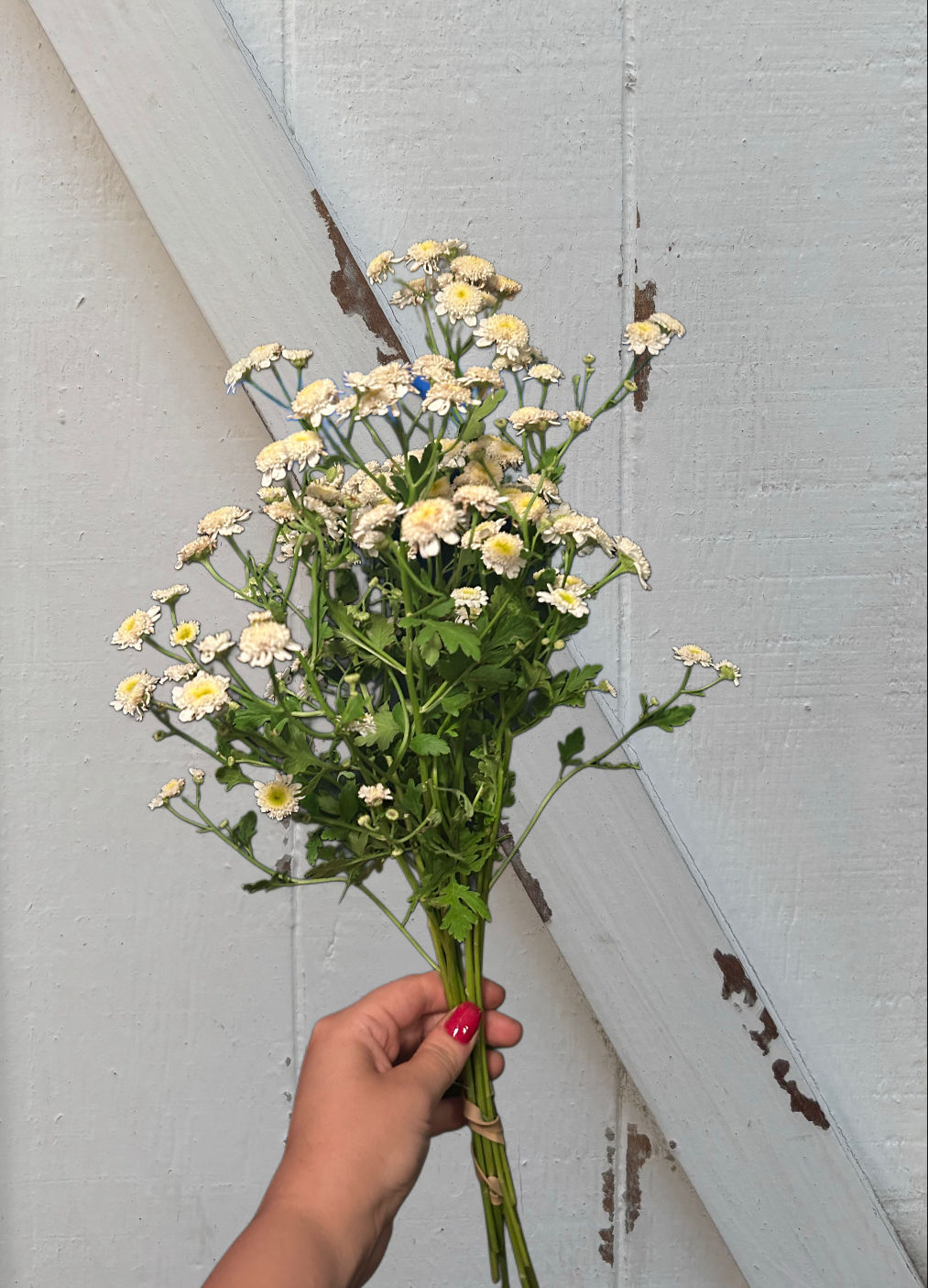 Matricaire Tetra White