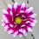 Miniature : Dahlia mix