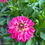Miniature : Dahlia mix
