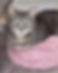 Catzilla