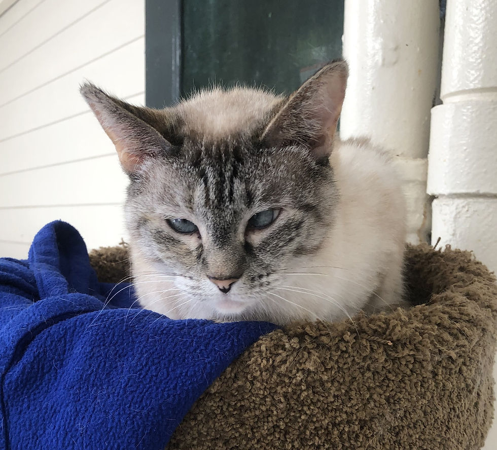 Lila