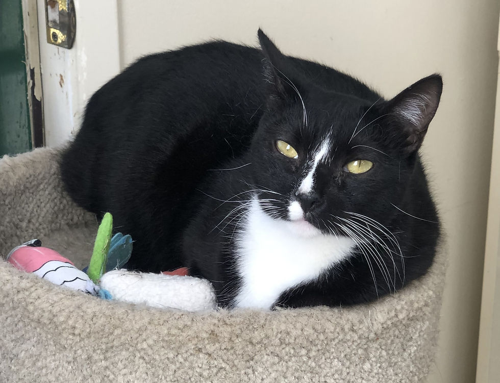 Penelope