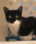 Loki