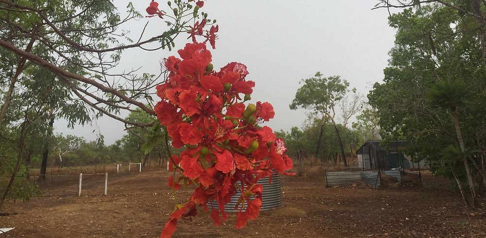 The Poinciana flowering after the Storm