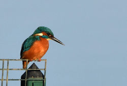 kingfisher01 guardbridge 241116