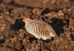 partridge01 mortonlochs 061219