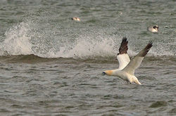 gannet04 tentsmuirpt 021018
