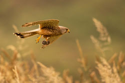 kestrel01 fifeness 090721