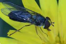 Episyrphus balteatus03 tentsmuirpoint 09