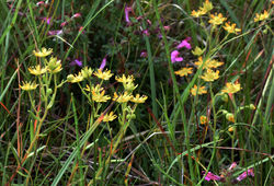 yellowsaxifrage04 benlawers 250717